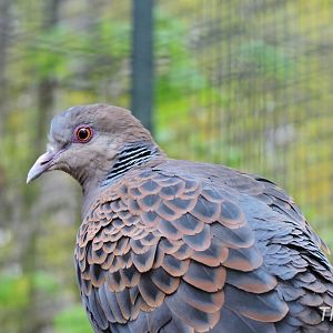 Oriental turtle dove [2017]