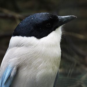 Azure-winged magpie [2017]