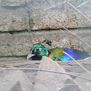 Himalayan monal [2017]