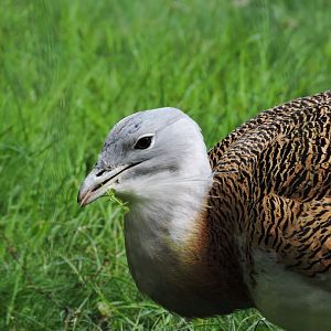 Great bustard [2017]