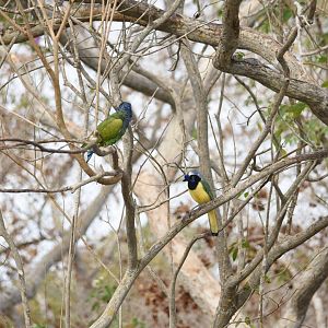 Inca jay (Cyanocorax yncas), blue-headed parrot (Pionus menstruus) and brown-throated parakeet (Eupsittula pertinax)