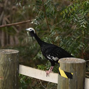 Blue-throated piping guan (Pipile cumanensis)