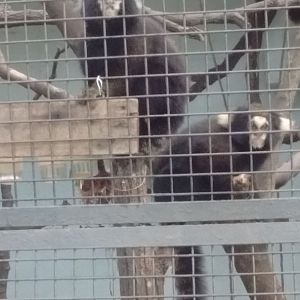 Buffy tufted marmoset