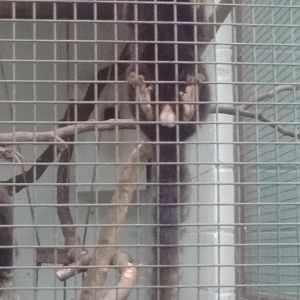 Buffy tufted marmoset