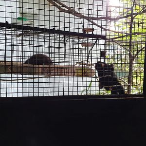 Buffy tufted Marmosets
