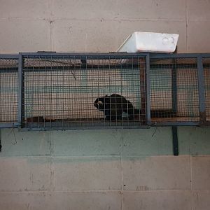 Buffy tufted marmoset.