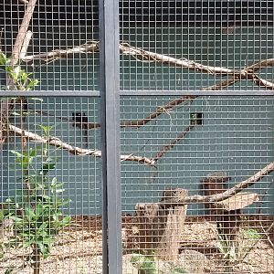 Buffy tufted marmoset enclosure