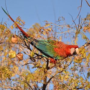 Green-winged Macaw (Ara chloropterus)
