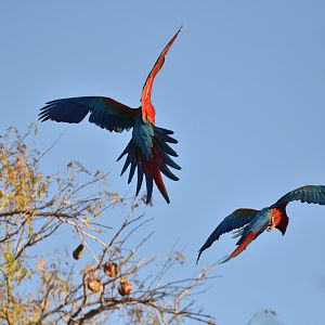 Green-winged Macaw (Ara chloropterus)