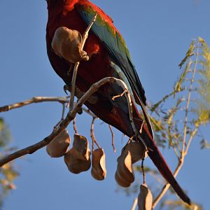 Green-winged Macaw (Ara chloropterus)