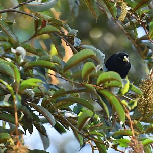 Yellow-rumped Cacique (Cacicus cela)