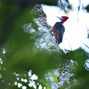 Red-necked Woodpecker (Campephilus rubricollis)