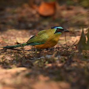 Blue-crowned Motmot (Momotus momota)
