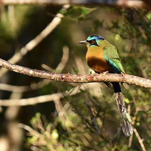 Blue-crowned Motmot (Momotus momota)