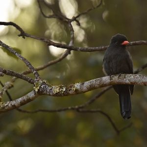 Black-fronted Nunbird (Monasa nigrifrons)