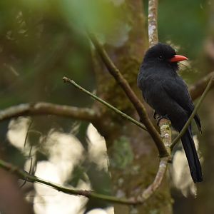 Black-fronted Nunbird (Monasa nigrifrons)