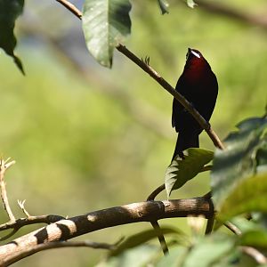 Silver-beaked Tanager (Ramphocelus carbo)