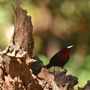 Silver-beaked Tanager (Ramphocelus carbo)
