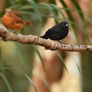 White-lined Tanager (Tachyphonus rufus)