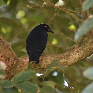 Giant Cowbird (Molothrus oryzivorus)
