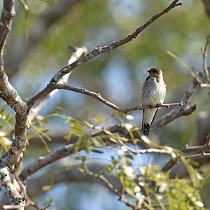 Southern Rough-winged Swallow (Stelgidopteryx ruficollis)