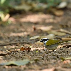 Saffron-billed Sparrow (Arremon flavirostris)