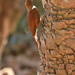 Great Rufous Woodcreeper (Xiphocolaptes major)