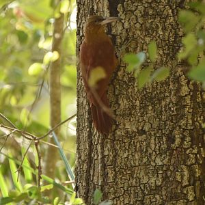 Great Rufous Woodcreeper (Xiphocolaptes major)