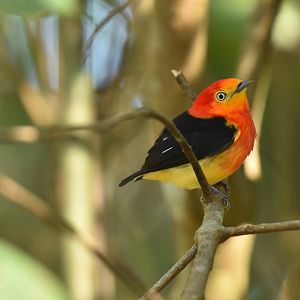 Band-tailed Manakin (Pipra fasciicauda)