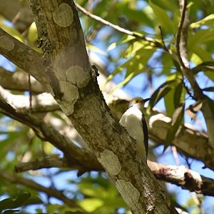 White Woodpecker (Melanerpes candidus)