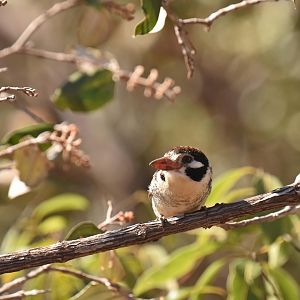 White-eared Puffbird (Nystalus chacuru)
