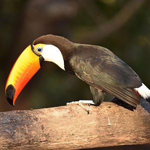 Toco Toucan (Ramphastos toco)