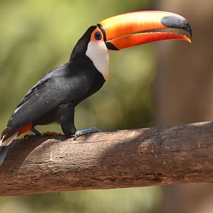 Toco Toucan (Ramphastos toco)