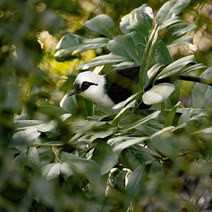 Sumatran laughingtrush