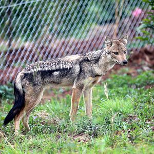 Kaffa side-striped jackal (Lupulella adusta kaffensis)