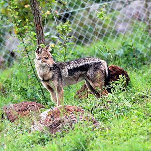 Kaffa side-striped jackal (Lupulella adusta kaffensis)
