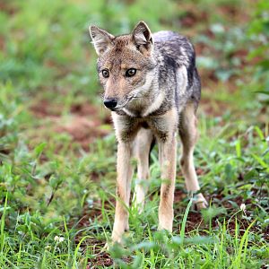 Kaffa side-striped jackal (Lupulella adusta kaffensis)