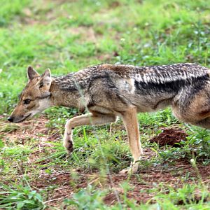 Kaffa side-striped jackal (Lupulella adusta kaffensis)