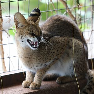 serval (Leptailurus serval)