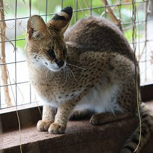 serval (Leptailurus serval)