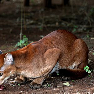 African golden cat (Caracal aurata)