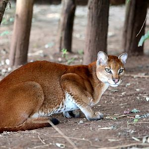 African golden cat (Caracal aurata)