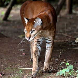 African golden cat (Caracal aurata)