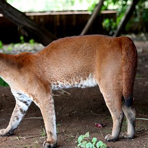 African golden cat (Caracal aurata)