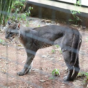 African golden cat (Caracal aurata)