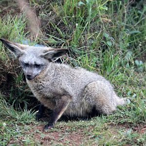 bat-eared fox (Otocyon megalotis)