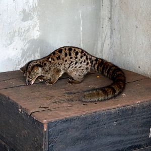 African palm civet (Nandinia binotata)