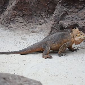 Galápagos land iguana (Conolophus subcristatus)