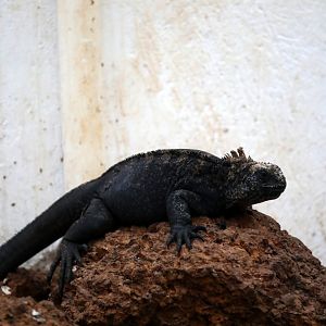 marine iguana (Amblyrhynchus cristatus)