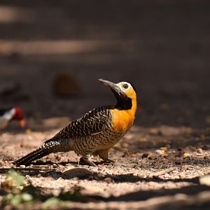 Campo Flicker (Colaptes campestris)